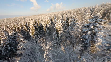 Dick-Schneebedeckte-Kiefern-Im-Wald-Während-Des-Sonnigen-Wintertages-Im-Jorat-wald,-Kanton-Waadt,-Schweiz