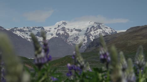 close up of purple flowers in a field with snow-capped glacier mountains in the distance on a sunny day