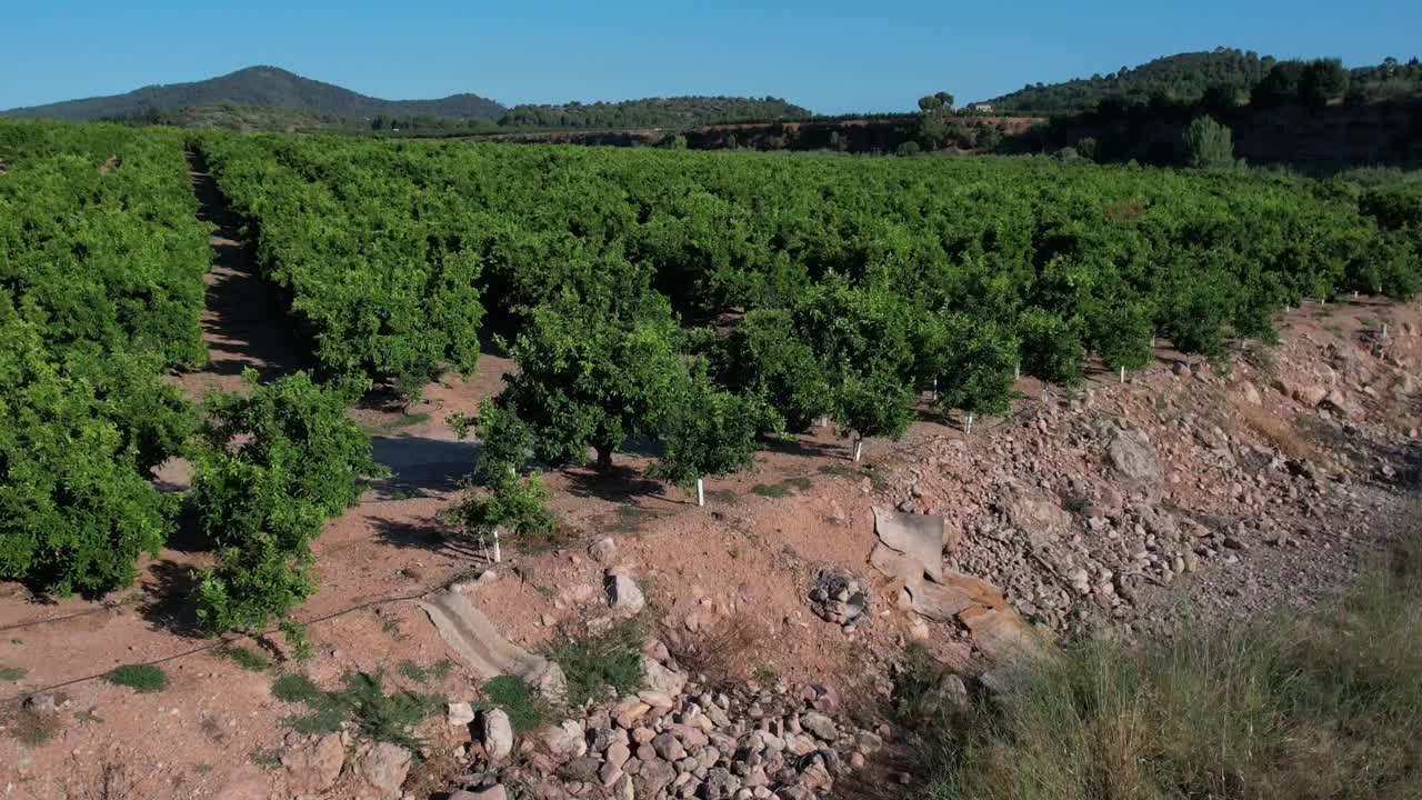 arboleda de naranjos en castellón, españa, en un día soleado