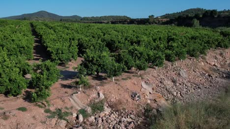 Orange-tree-grove-in-Castellon,-Spain,-in-a-sunny-day