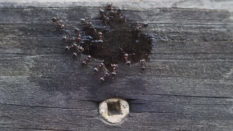 foto macro de hormigas comiendo en un charco de agua azucarada