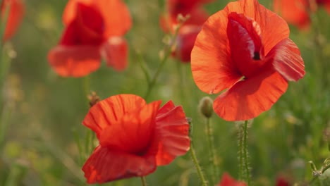 primer plano de las flores de amapola común rojas vibrantes en el campo