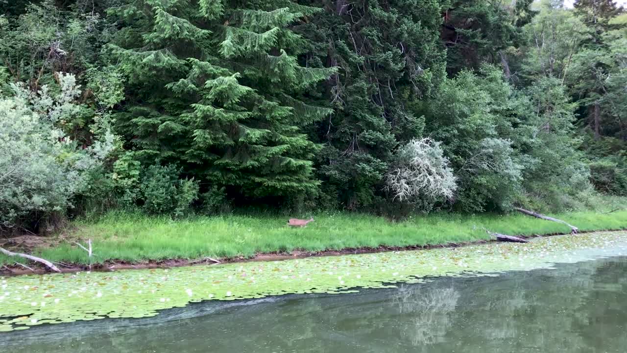 호수의 해안선을 따라 걷는 검은 꼬리 사슴