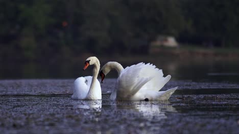 Pareja-De-Cisnes-Nadan-Y-Se-Alimentan-De-Aguas-Tranquilas-Del-Lago,-Hermosas-Aves-Silvestres-Con-Plumas-Blancas