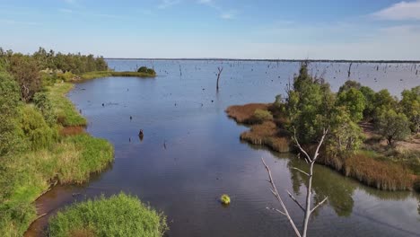 Descending-aerial-view-of-dead-trees-and-the-shoreline-of-Lake-Mulwala-in-NSW-Australia