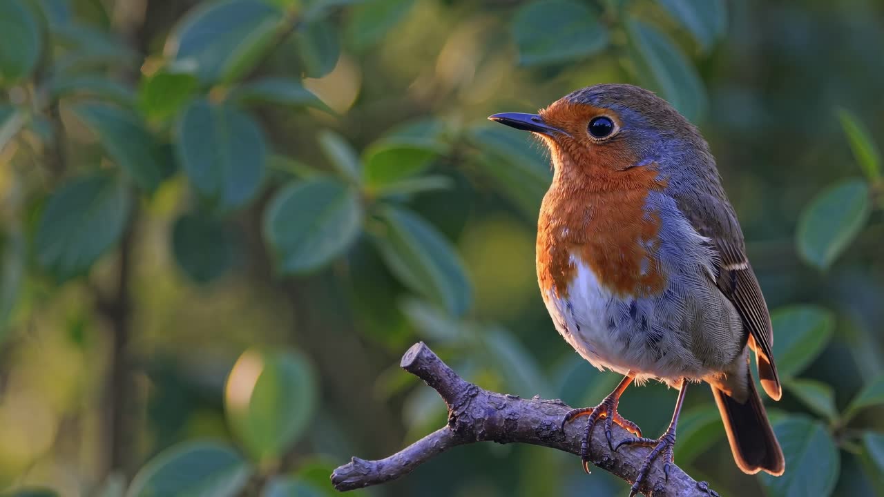 Simpatico pettirosso appollaiato su un ramo nella natura