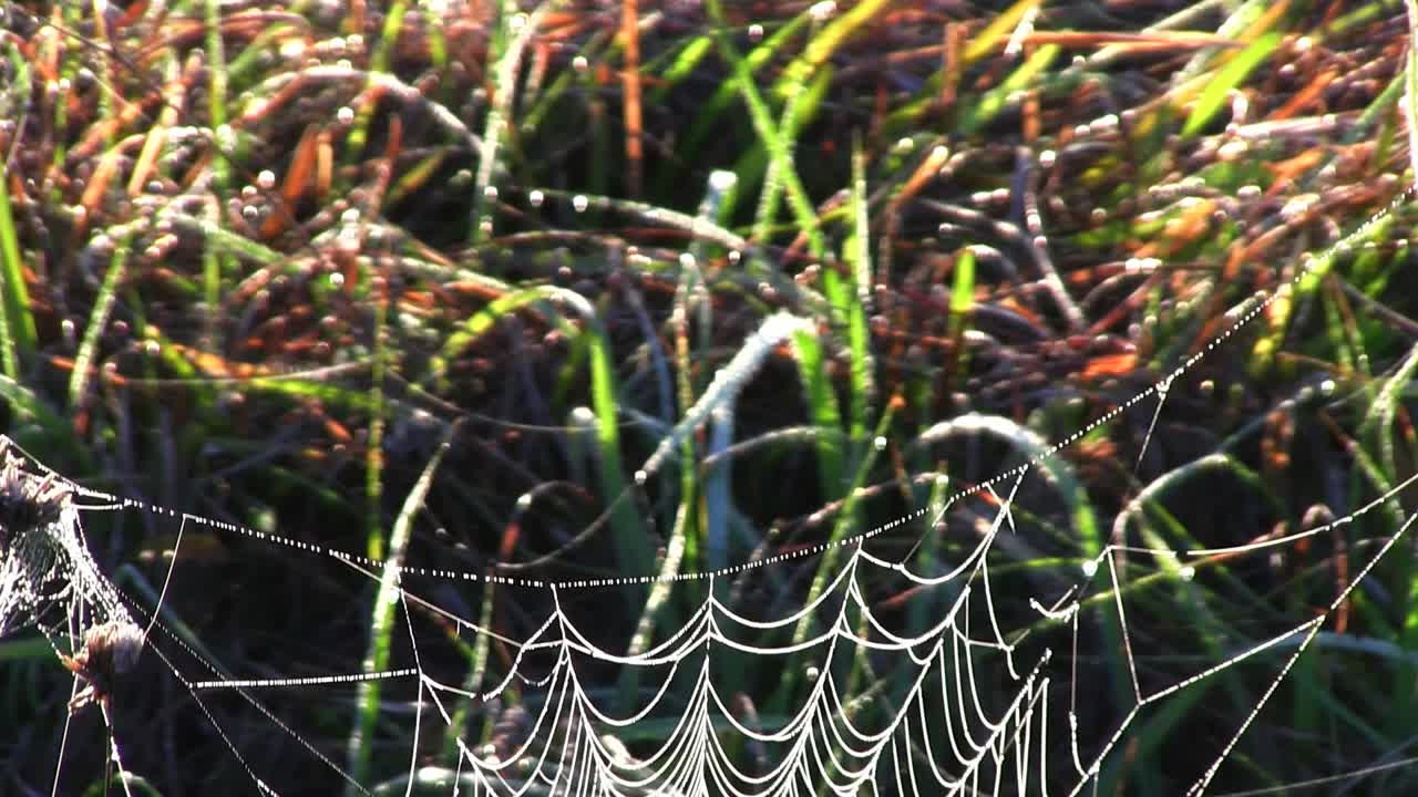 이슬이 맺힌 거미줄로 이동