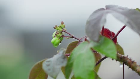 Close-up-of-Bellyache-bush-glistening-water-droplets-during-rains