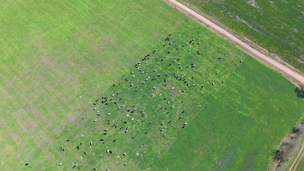 The drone captures a high, almost top-down sweeping aerial view of a peaceful summer landscape, orbiting a group of cows grazing leisurely in a green field.