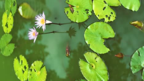 beautiful twin lotus with a light purple color in the pond with space