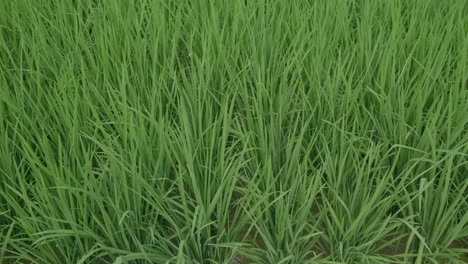 close-up view of rice field