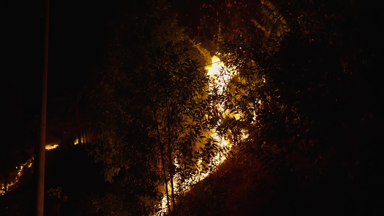 Night Forest Fire