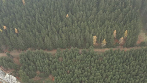 aerial shot of green forest and dirt road in scenic mountain landscape, nature destination