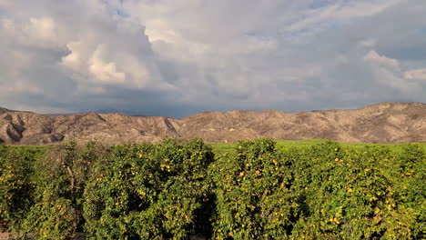 view of a stretch of hill with orange