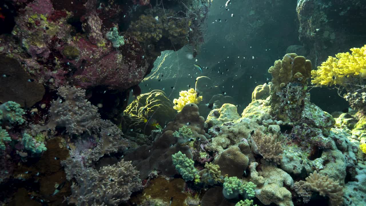 Piccoli e graziosi pesci damigella che nuotano vicino ai coralli - sott'acqua