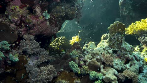 Cute-small-Damselfishes-swimming-by-the-corals--underwater