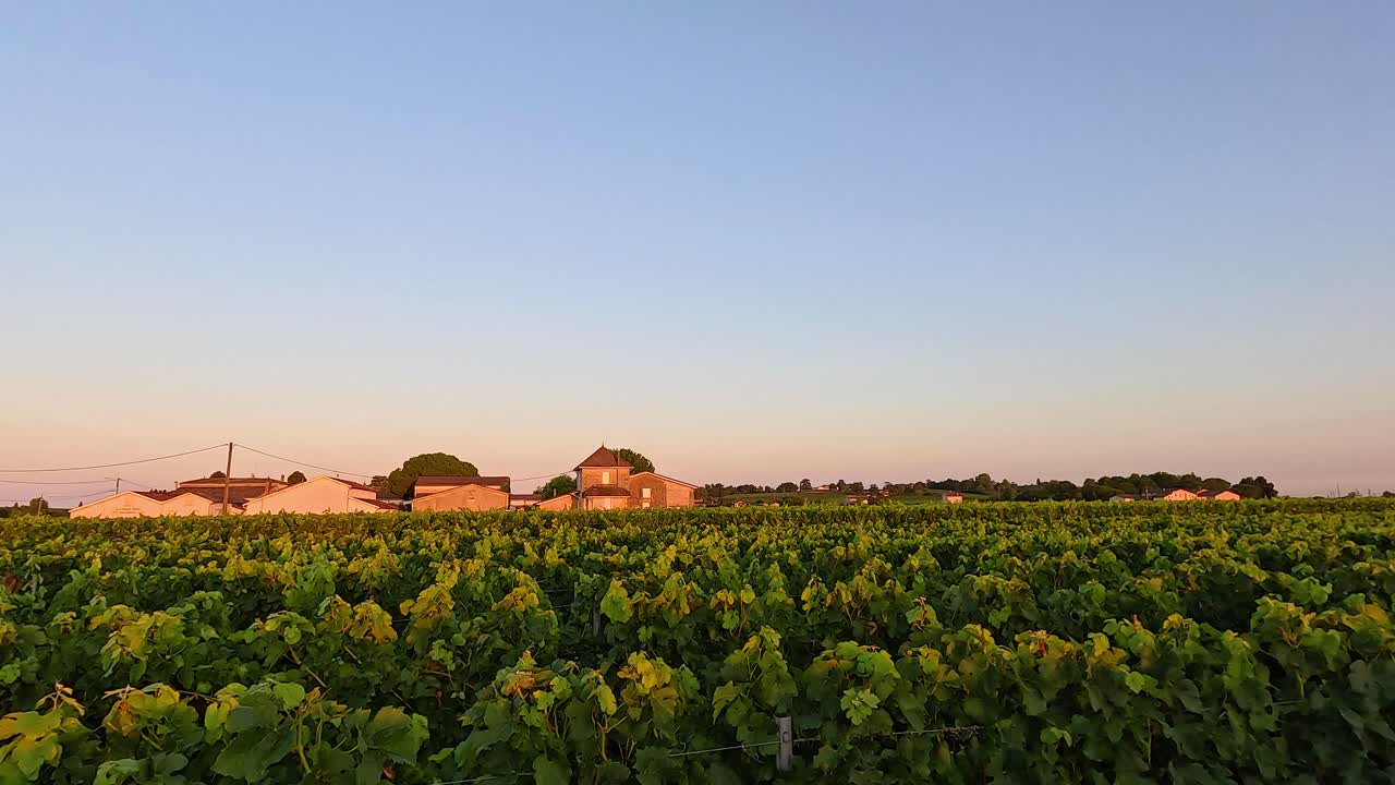Sunset view of vineyard and buildings