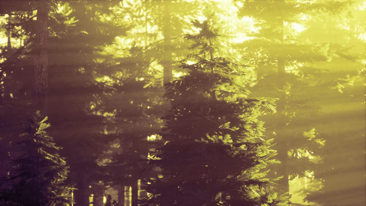 안개 숲에서 떠오르는 날까지