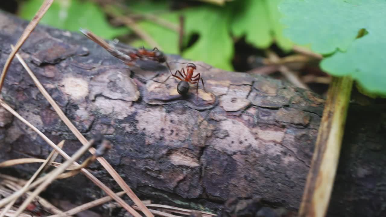 Ants in the forest