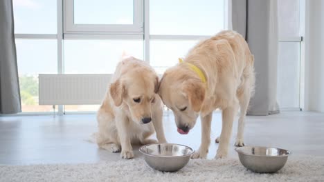 golden retriever eating from another dog's bowl