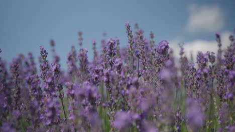 Blühender-Lavendel-Auf-Einem-Feld