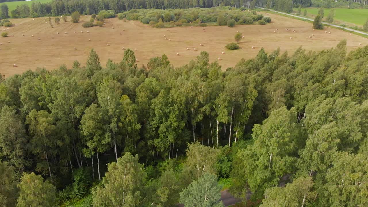 flora de vortsjarv woods estonia junto a una antena de tierras de cultivo