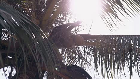 bright sun shines through huge palm leaves low angle shot