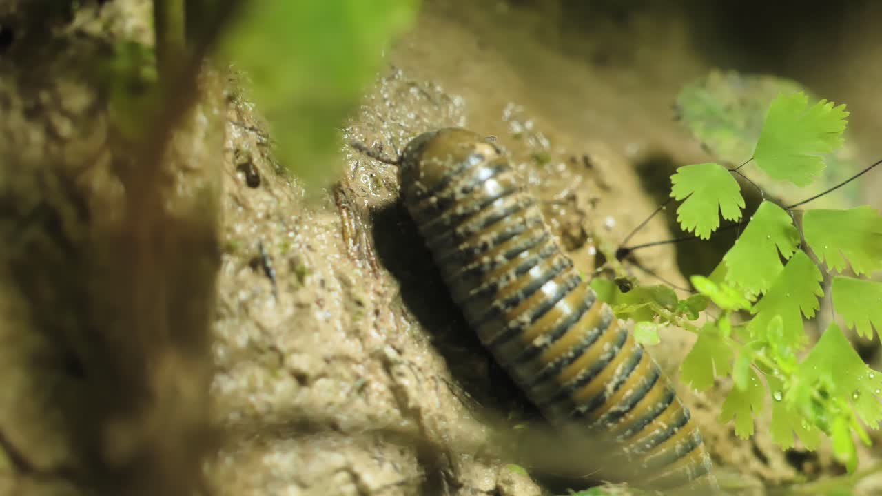Visão macro de um milípede segmentado movendo-se pelo solo úmido da floresta em Cebu.