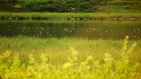 bugs hovering over grassy lakeshores. slow motion, zoom out