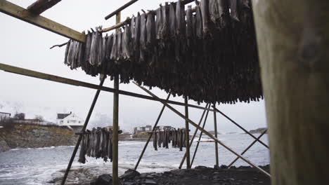 fish drying dehydration at lofoten norway beach shore