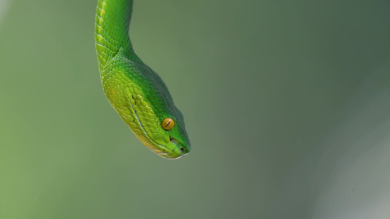 белощекая питвипер - ядовитая питвипер, эндемик юго-восточной азии, часто встречается ночью, поджидая на ветке или сучьях дерева вблизи водоема с большим количеством пищи.