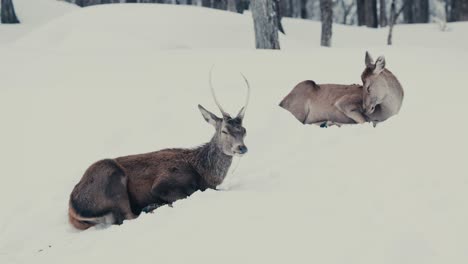 red deer stag and hind resting on the snow covered nature park