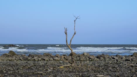 lonely tree on rocky beach in thailand