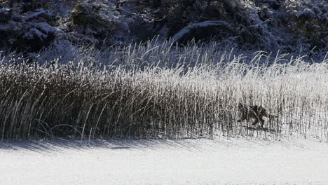 wild puma cubs running through winter tall grass in patagonia