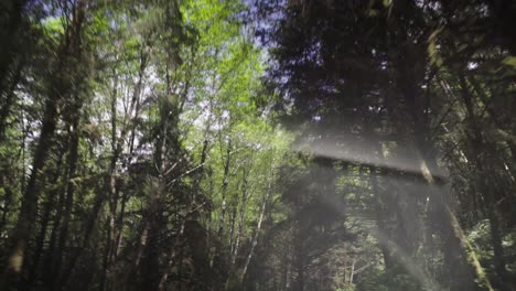 driving through forest looking at treetops