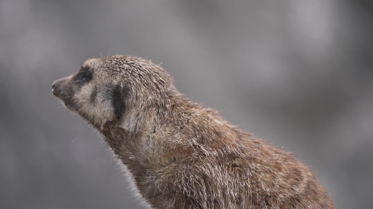 primer plano de un pequeño suricate mirando a su alrededor en estado de alerta en su hábitat natural