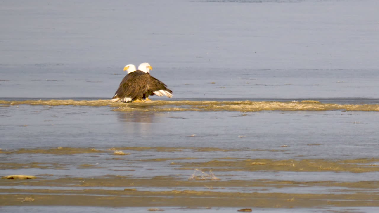 작은 호수 섬에 짝짓기 한 쌍의 대머리 독수리