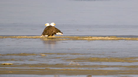 mated pair of bald eagles on a small lake island