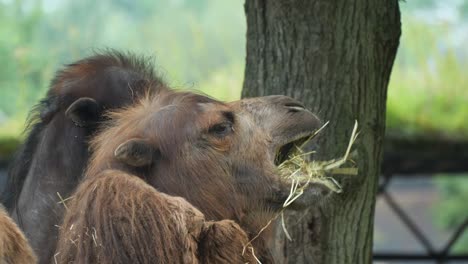 close side view of face of camel chewing on hay at zoo