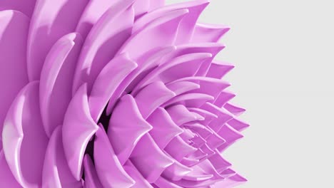 a digital art animation of pink lotus flower opening in loop 3d rendering vertical