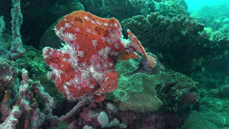 a giant red frogfish swimming over a coral reef