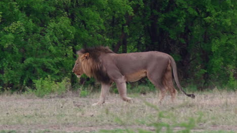 El-León-Del-Cabo-Con-Su-Distintiva-Melena-De-Color-Negro-Caminando-Casualmente-Dentro-Del-Parque-Nacional-Nxai-Pan