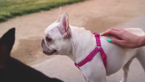 Schöner-Glücklicher-Weißer-Französischer-Bulldoggenwelpe,-Der-Keucht-Und-Sich-Im-Park-Umschaut