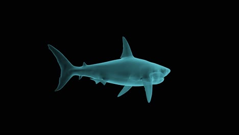 xray structure of shark in holographic