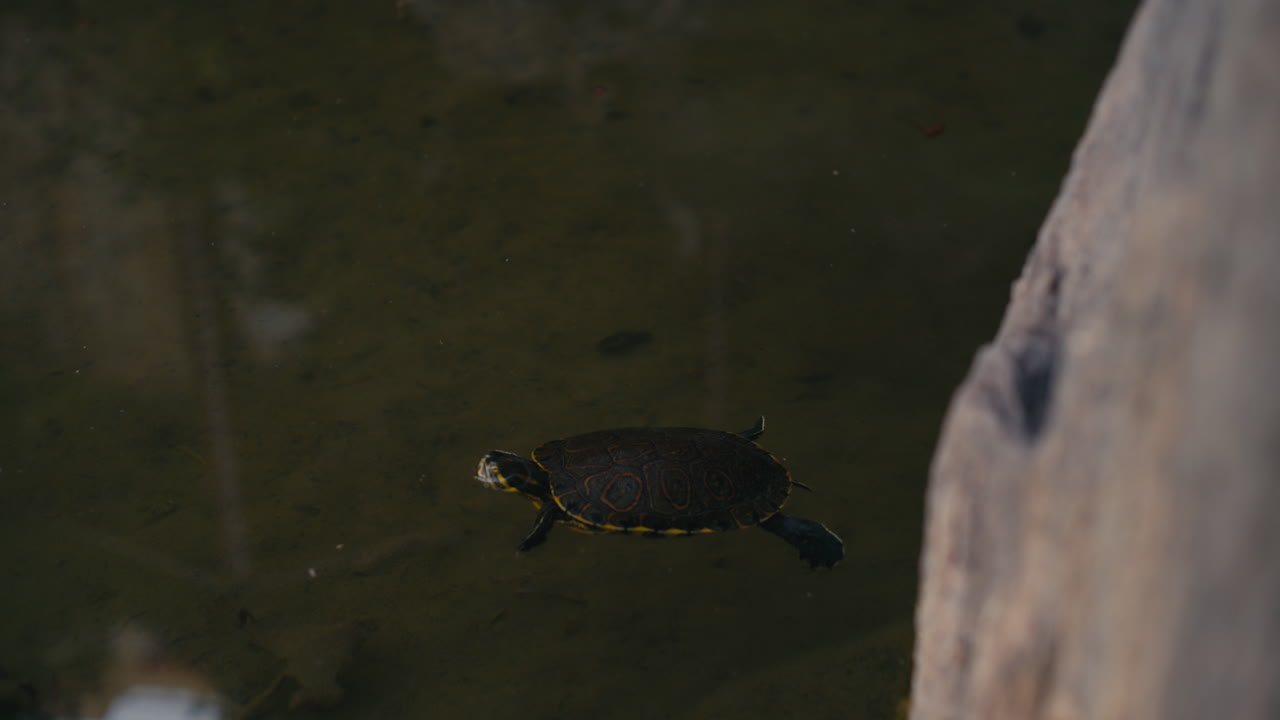 Slow focus shift from stone in foreground to colorful turtle gliding through murky pond water, shallow depth of field wildlife shot