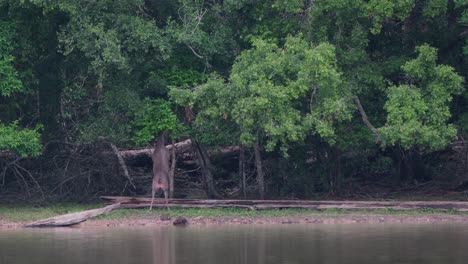 Visto-En-El-Borde-Del-Lago-Durante-La-Tarde-Parado-Sobre-Sus-Patas-Traseras-Para-Alcanzar-Algo-De-Comida-Y-Luego-Se-Aleja-Hacia-La-Derecha