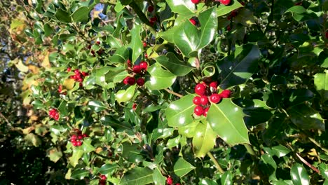 Slow-Panning-Shot-of-Close-Up-Holly-Bush