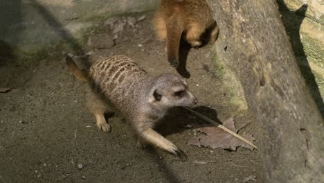 meerkat running in slow motion