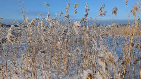 calm winter day by frozen sea, winter scene, rising shot