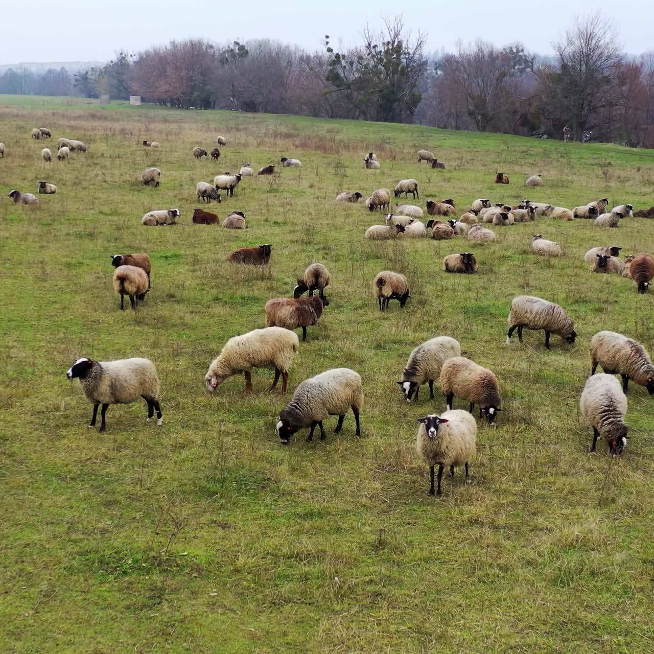 Gregge di pecore all'aperto. Allevamento di pecore. Gregge di pecore in un campo.